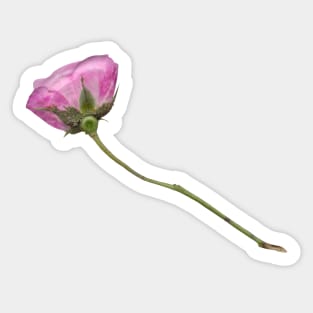 the Rose Sticker